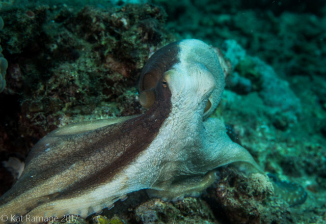 Octopus, Midway, Pemuteran, Bali, Indonesia, Underwater photo