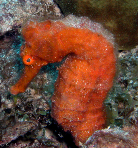 Orange seahorse, Bonaire, Underwater Photo