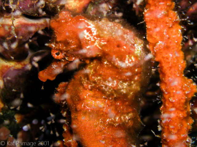 Orange seahorse, Cozumel, Mexico, Underwater Photo