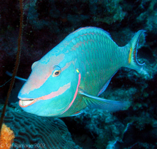 Spotlight parrotfish, Bonaire, Underwater Photo