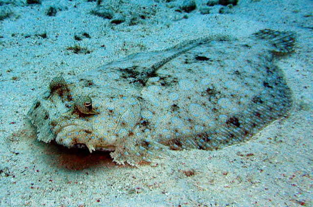 Peacock flounder, Bonaire, Underwater Photo