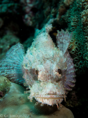 Scorpionfish, Midway, Pemuteran, Bali, Indonesia, Underwater photo