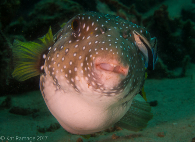 White spotted puffer, cleaner wrasse, Coral Bommie, Pemuteran, Bali, Indonesia, underwater photo