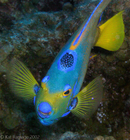 Queen Angelfish, Belize, underwater photo