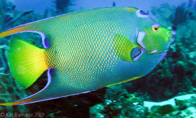 Queen angelfish, Cozumel, Mexico, Underwater Photo