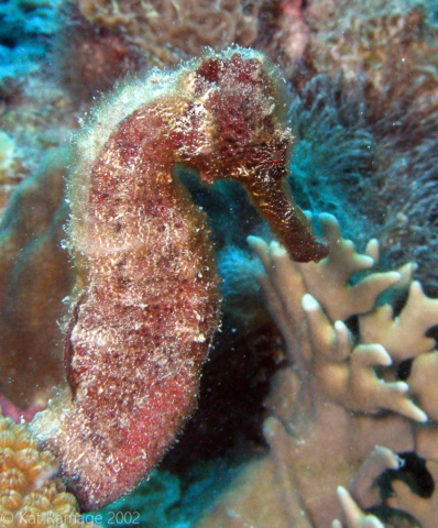 Seahorse, Bonaire, Underwater Photo