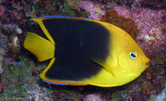 Rock beauty, Bonaire, Underwater Photo