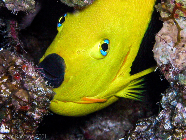 Rock beauty, Cozumel, Mexico, Underwater Photo