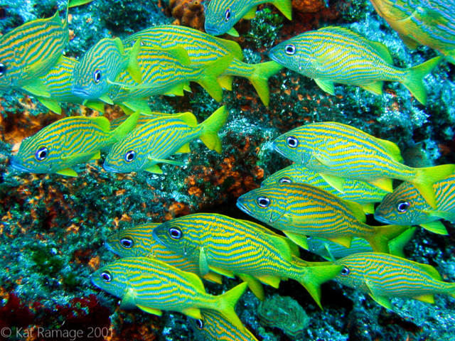 French grunt, Cozumel, Mexico, Underwater Photo