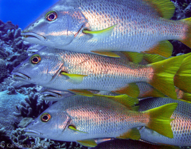 Schoolmasters, Cozumel, Mexico, Underwater Photo