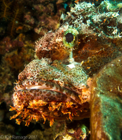Scorpionfish, Menjangan, Bali, Indonesia, Underwater photo