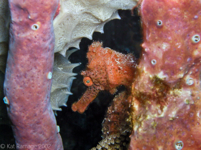 Seahorse, Bonaire, Underwater Photo