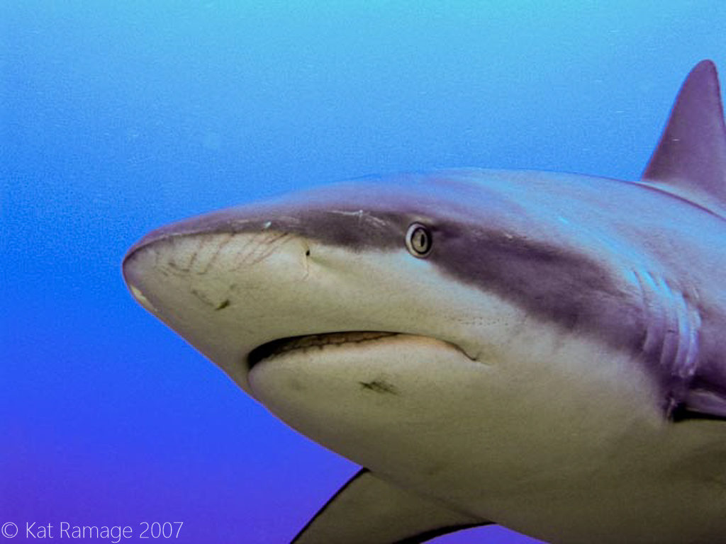 Roatan, Honduras, shark dive