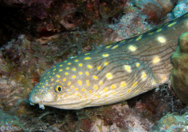 Sharptail eel, Bonaire, Underwater Photo