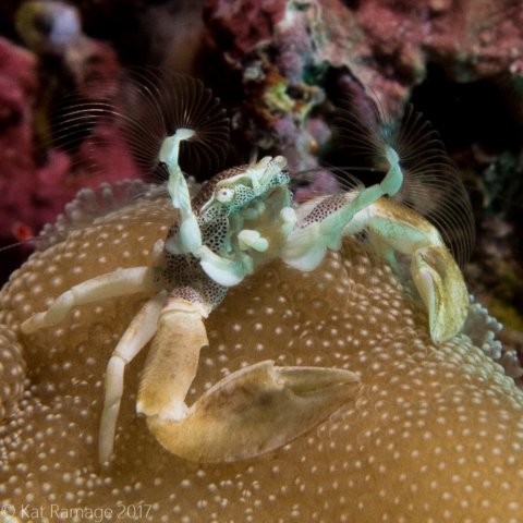 Porcelain anemone crab, Close Encounters, Pemuteran, Bali, Indonesia, UW photos