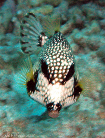 Smooth trunkfish, Bonaire, Underwater Photo