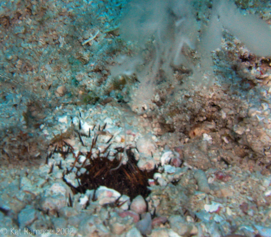 Sea urchin spawning, Belize