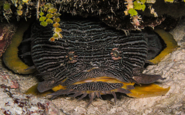 Splendid toadfish, Cozumel, Mexico, Underwater Photo