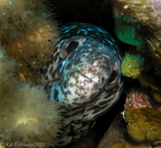 Spotted moray, Bonaire, Underwater Photo