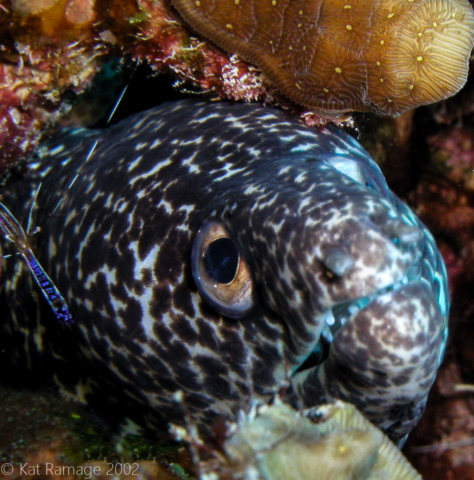 Spotted moray, cleaner shrimp, Bonaire, Underwater Photo