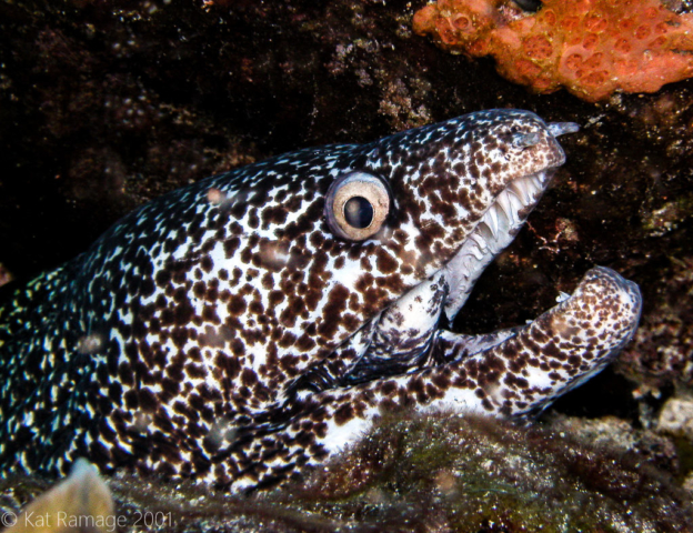 Spotted moray eel, Cozumel, Mexico, Underwater Photo