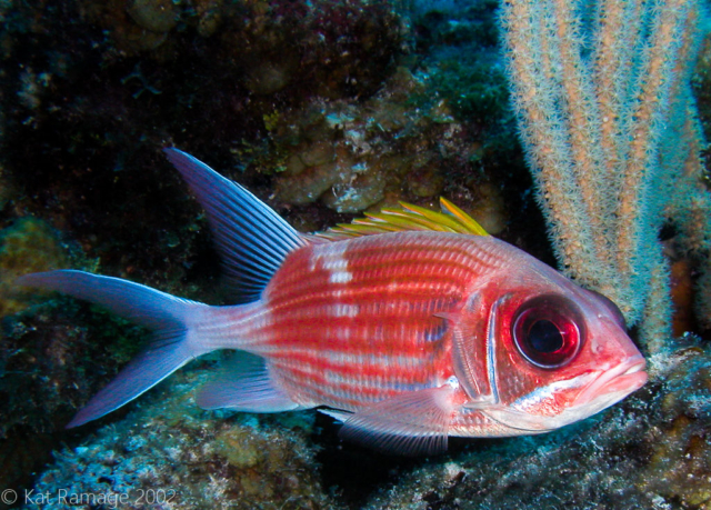 Squirrelfish, Belize, underwater photos