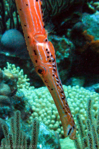 Trumpetfish, Bonaire, Underwater Photo