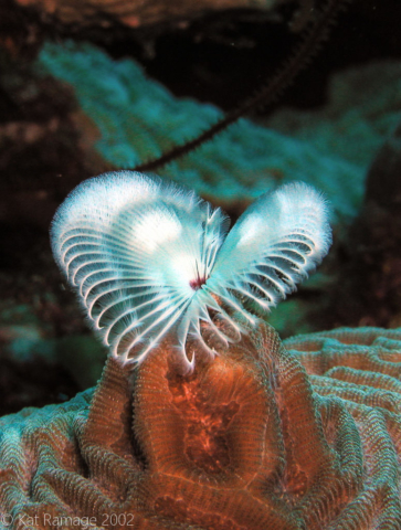 Feather duster worm, Bonaire, Underwater Photo