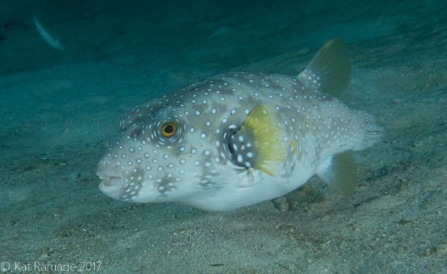 White-spotted puffer, Coral Bommie, Pemuteran, Bali, Indonesia, UW photos