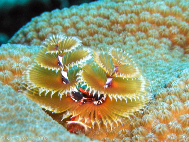 Christmas tree worm, Bonaire, Underwater Photo