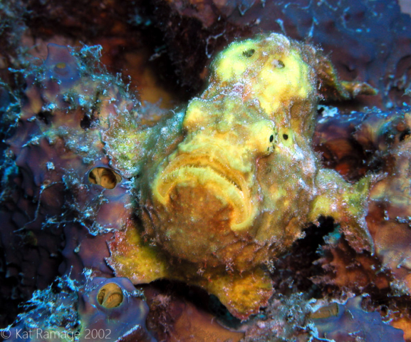 Frogfish, Bonaire, Underwater Photo