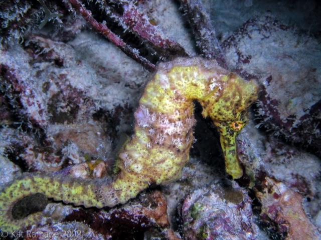 Yellow seahorse, Bonaire, Underwater Photo