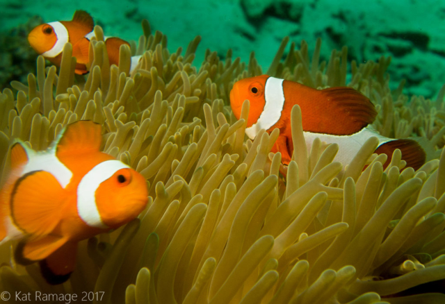 False clownfish, anemone, Dreamland, Menjangan, Indonesia, underwater photo