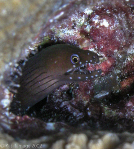 Moray eel, Bonaire, Underwater Photo