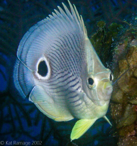 Foureye butterflyfish, Belize