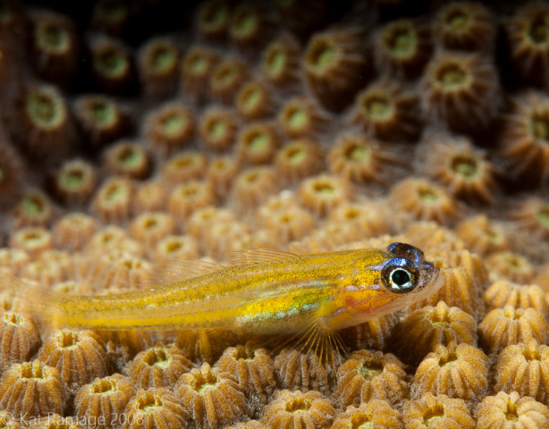Peppermint goby, Grand Cayman, Cayman Islands, Underwater photo