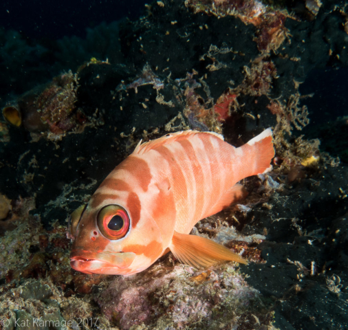 Grouper, Napoleon Reef, Pemuteran, Bali, Indonesia, UW photos