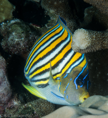 Regal angelfish, Napoleon Reef, Pemuteran, Bali, Indonesia, UW photos