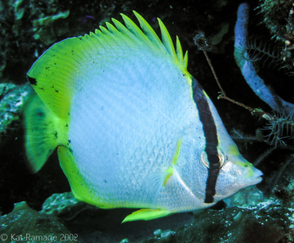 Spotfin butterflyfish, Belize, underwater photo