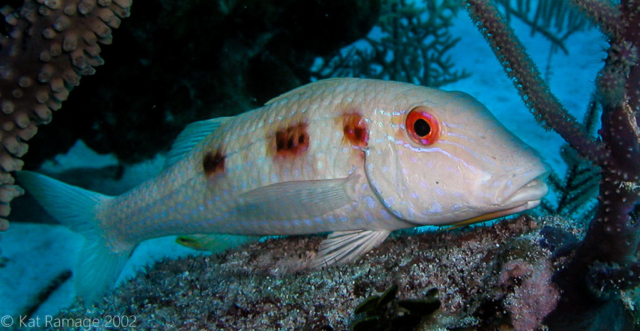 Spotted goatfish, Belize, underwater photos