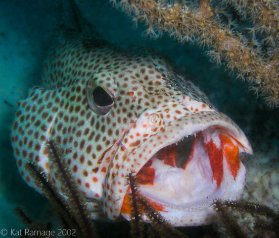 Spotted grouper, Belize, underwater photo