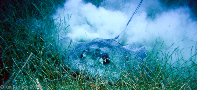 Stingray, Belize, Underwater Photo