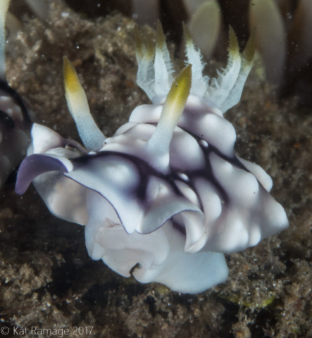 Mucky Pirates Bay, Pemuteran, Bali, Indonesia, Chromodoris, nudibranch