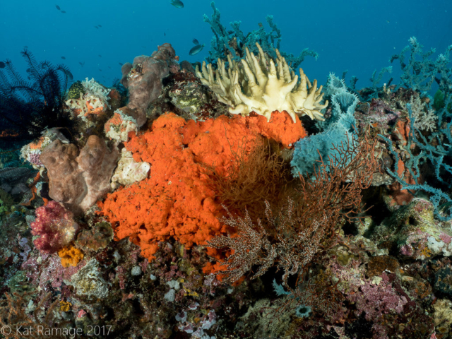 Box Reef, Menjangan, Bali, Indonesia, wide angle reef scene