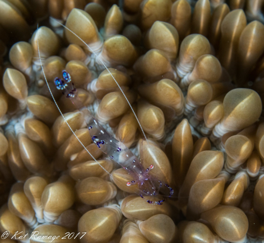 Underwater photography, cleaner shrimp, Close Encounters, Pemuteran, Bali, Indonesia