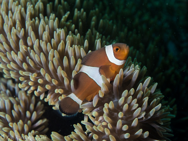 Mucky Pirates Bay, Pemuteran, Bali, Indonesia, false clownfish, anemone