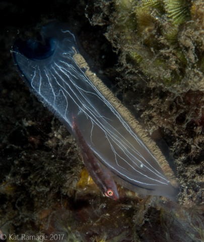 Mucky Pirates Bay, Pemuteran, Bali, Indonesia, goby, tunicate