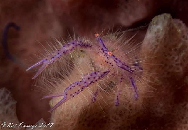 Underwater photography, hairy squat lobster, Napoleon Reef, Pemuteran, Bali, Indonesia