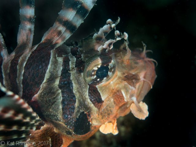 Mucky Pirates Bay, Pemuteran, Bali, Indonesia, lionfish