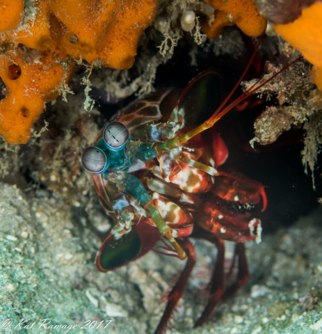 Underwater photography, mantis shrimp, Napoleon Reef, Pemuteran, Bali, Indonesia